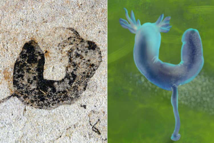 Surprise fossil discoveries push back the evolution of complex animals