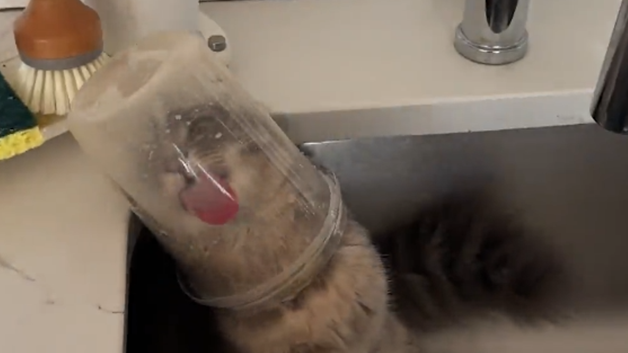 Cat sneaks food from a Tupperware container