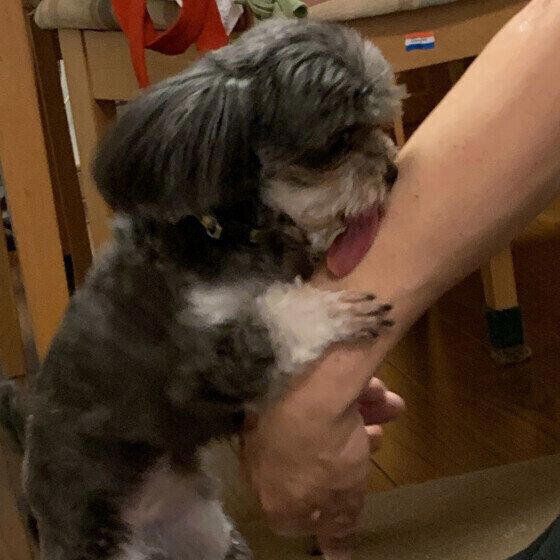 犬が飼い主をペロペロするのはなぜ？　その心理と気をつけたいポイントを解説