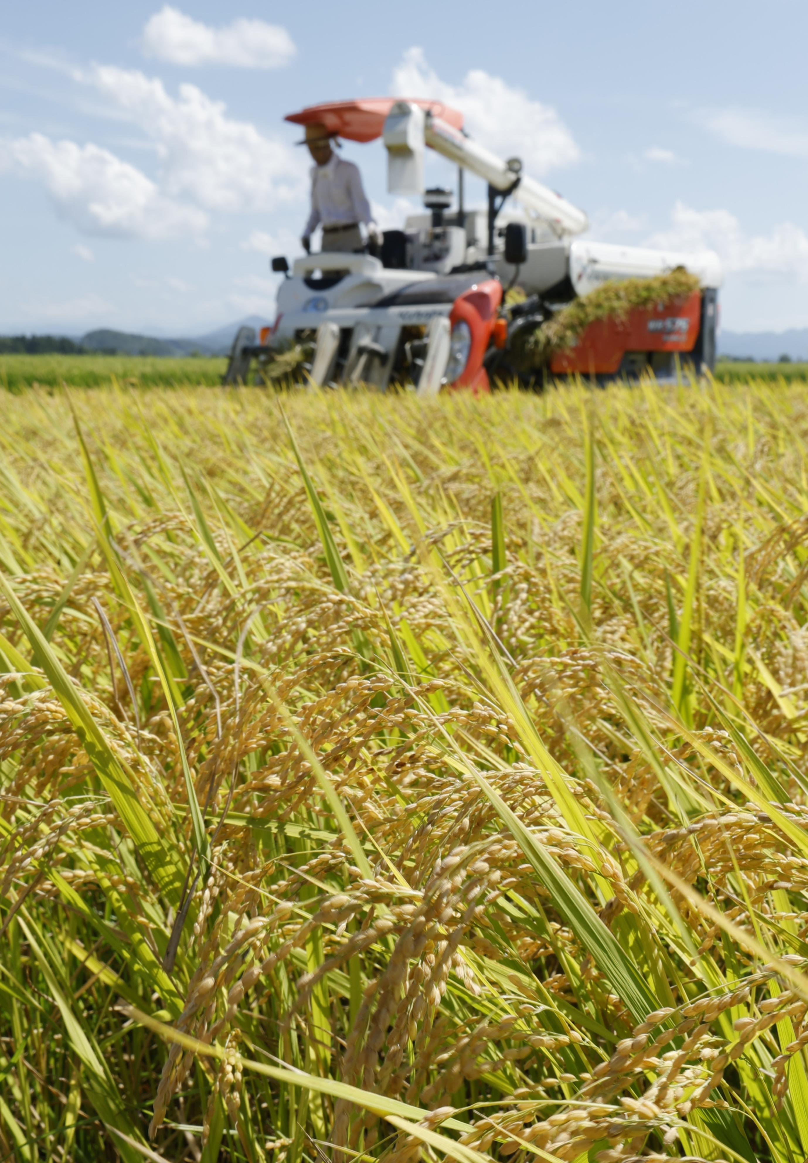 Japan cabinet OKs demand-based rice output policy, boosts shortage measures