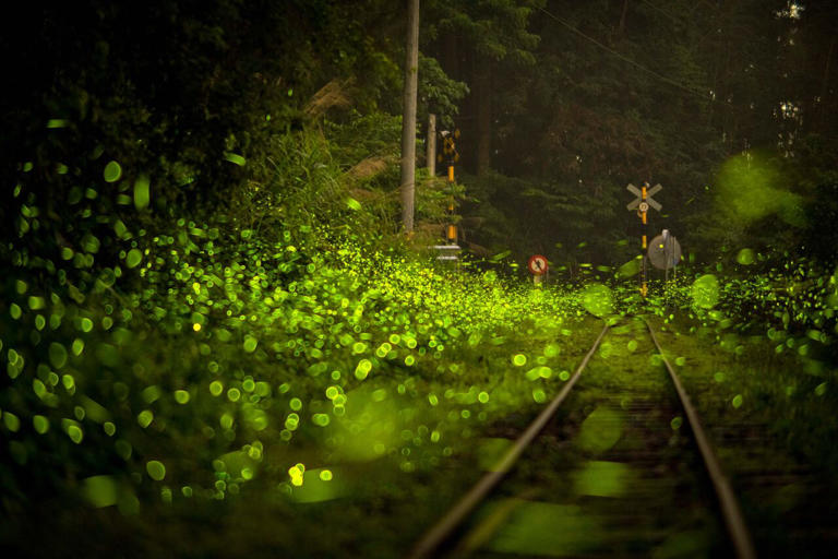 嘉義賞螢日夜玩法! 登觀景台賞茶園、雲海 夜探鐵道螢火蟲秘境