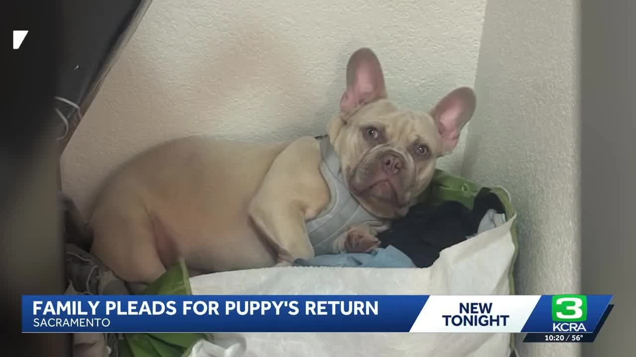 Sacramento family pleads for return of French bulldog after it was taken