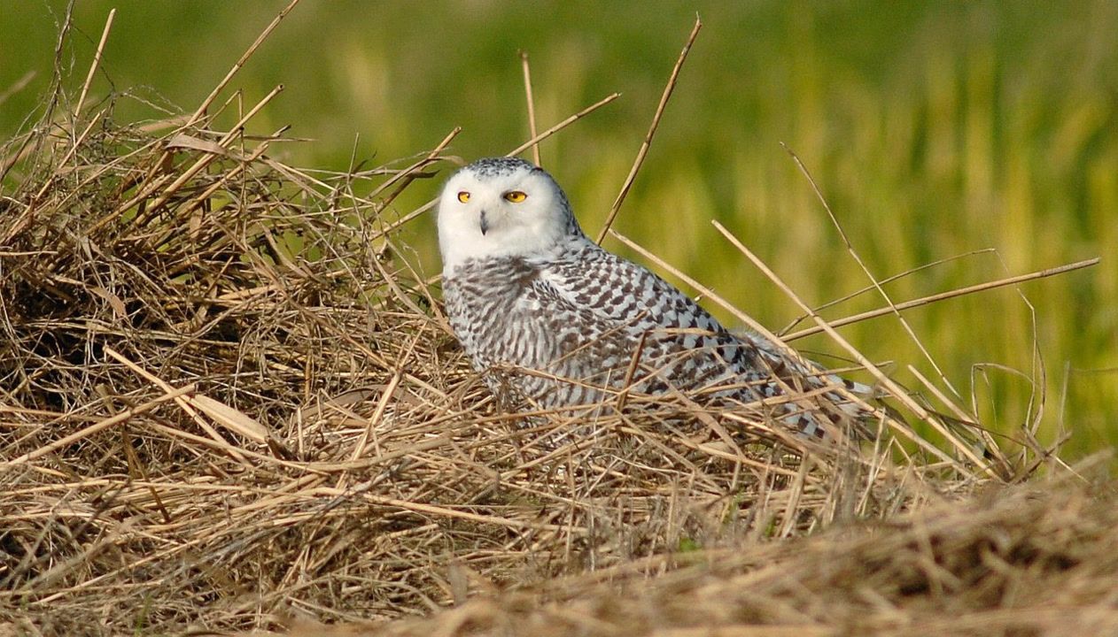 40+ animal species gain UN protection as extinction risks rise