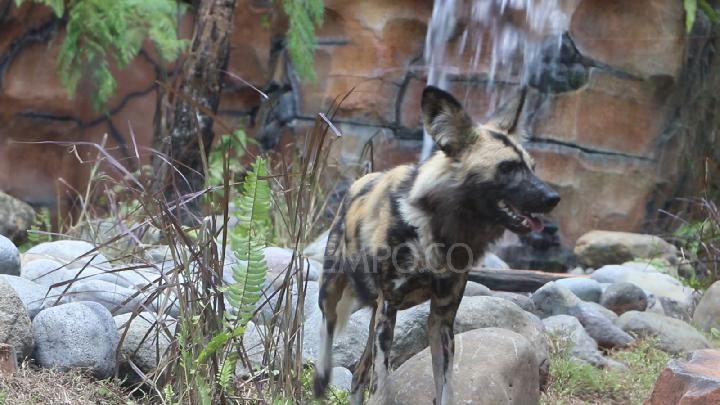 Libur Paskah Gembira Loka hadirkan konsep dan satwa unik