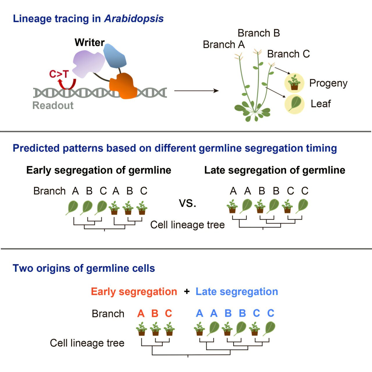 Cell lineage tracing reveals early‑segregated germline in plants