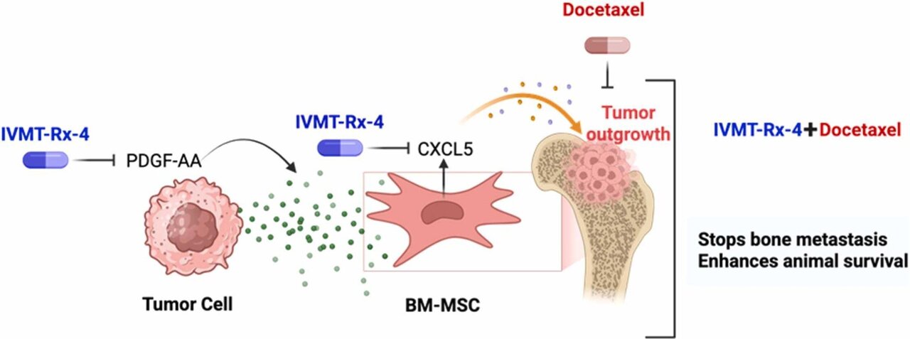 Innovative targeted therapy halts prostate cancer spread to the bone