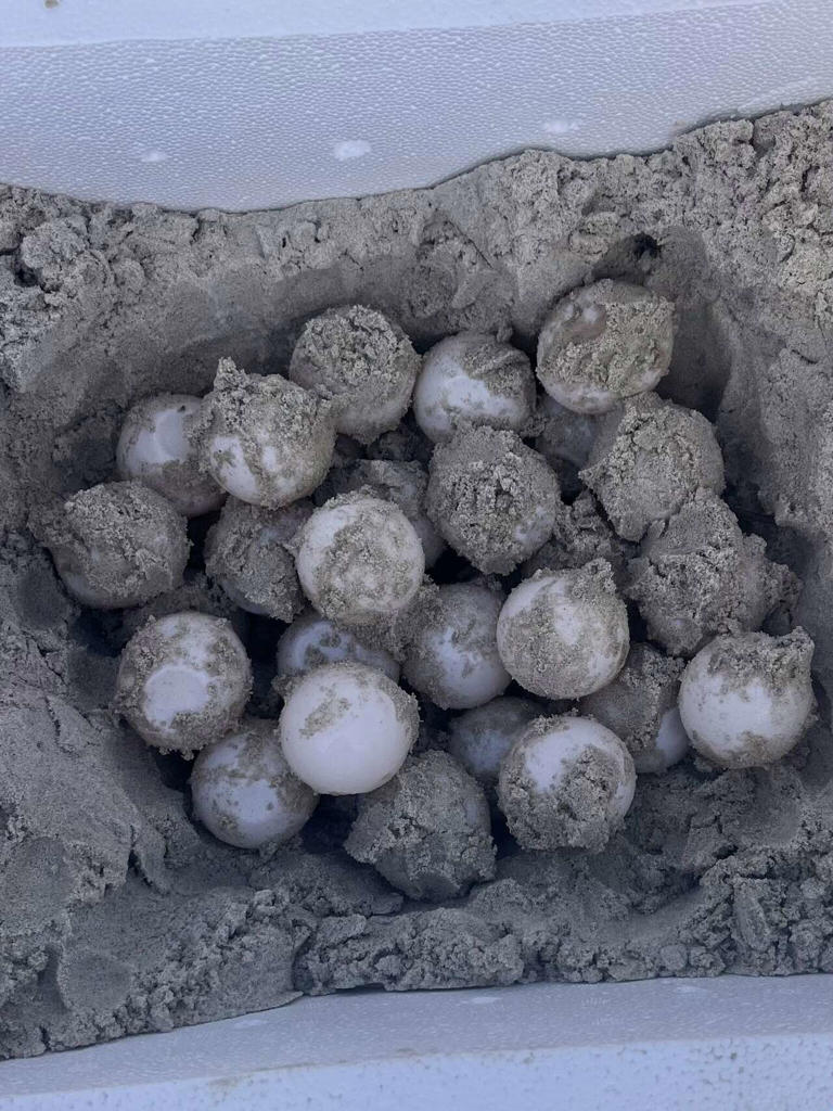 One of the world's rarest sea turtles makes an early return to Texas