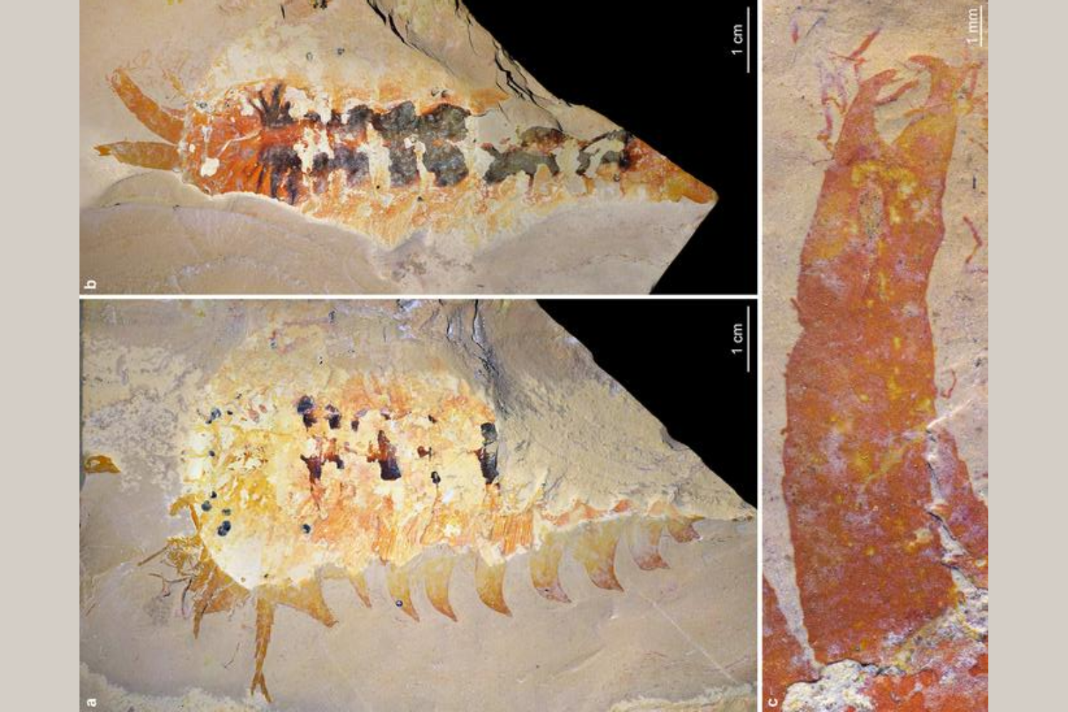 This 500-million-year-old fossil of a claw-bearing predator uncovers ...