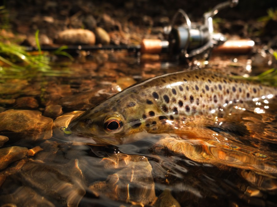 West Virginia fish stocking schedule for April 2