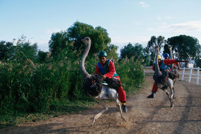 'I rode an ostrich following England at the World Cup – I was warned it ...