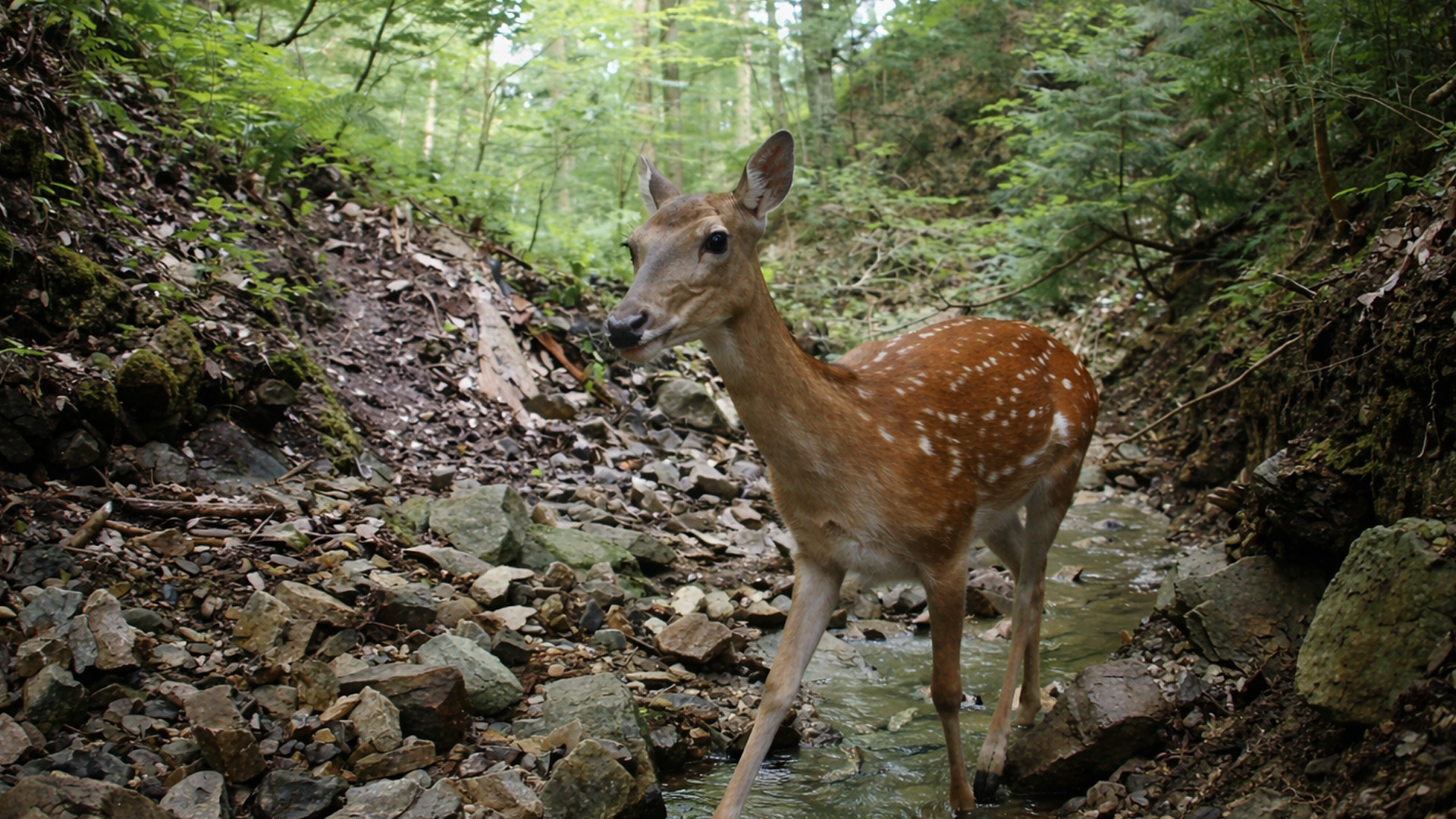 This trail camera recorded a deer exploring a forest ravine