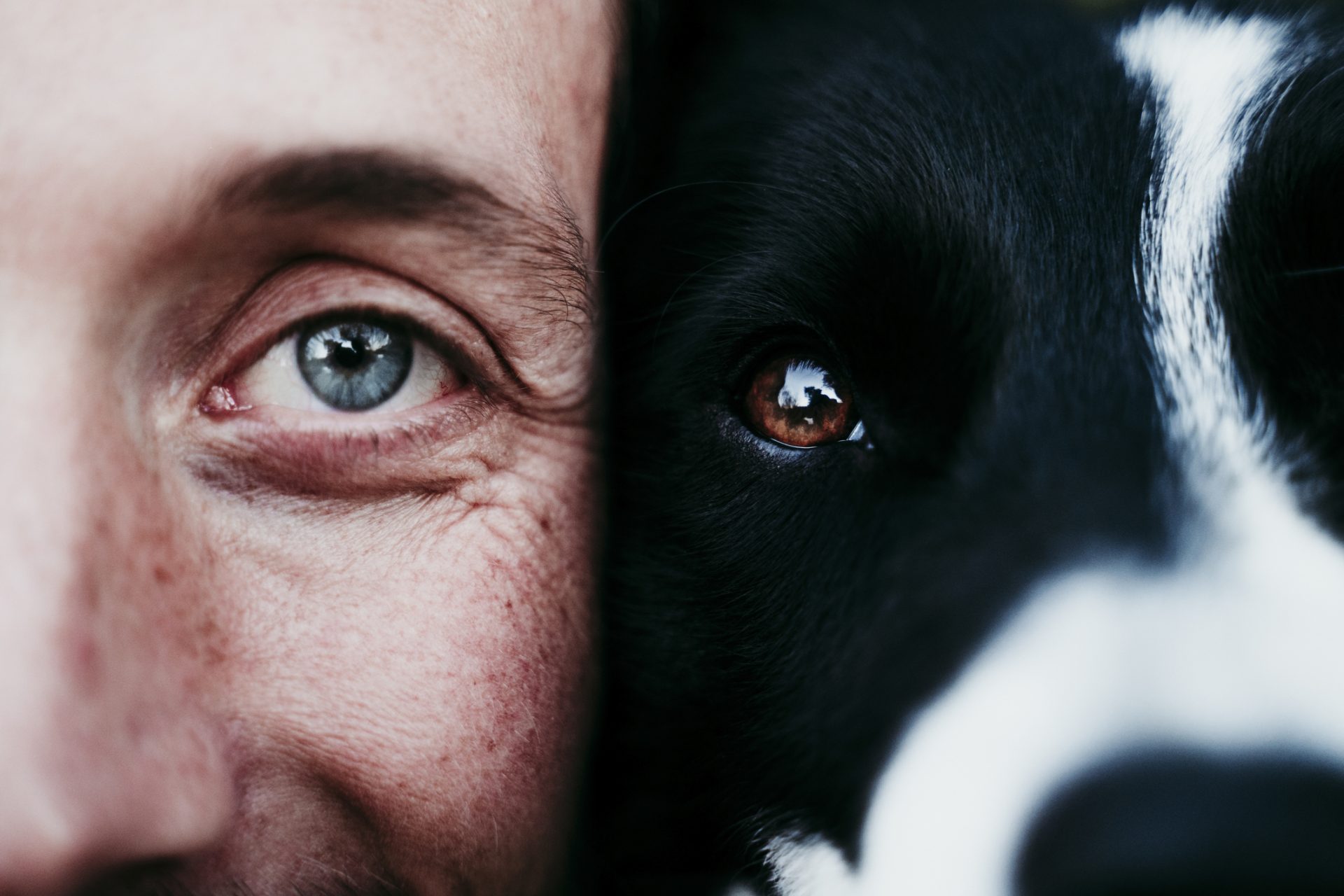 Studies reveal parallels between the intelligence of dogs and humans