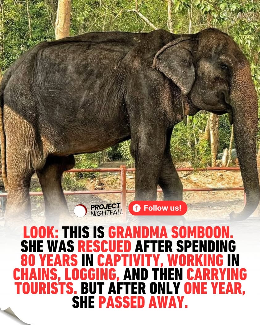 After 80 years in chains, Somboon's first safe lie-down breaks hearts