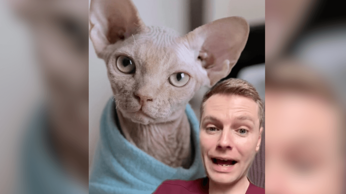 UK vet names the 5 cat breeds he would never own due to health concerns