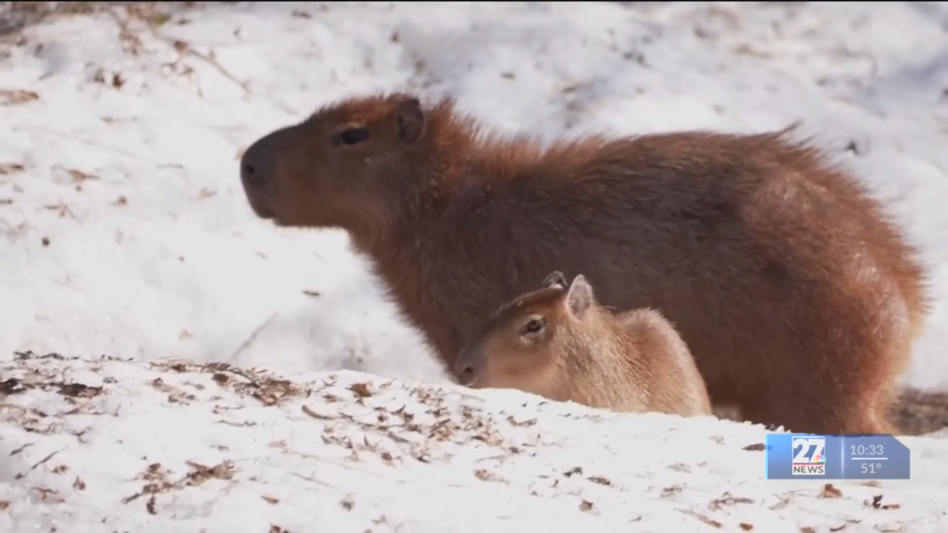 Capybaras let out into the snow – and their reaction is priceless
