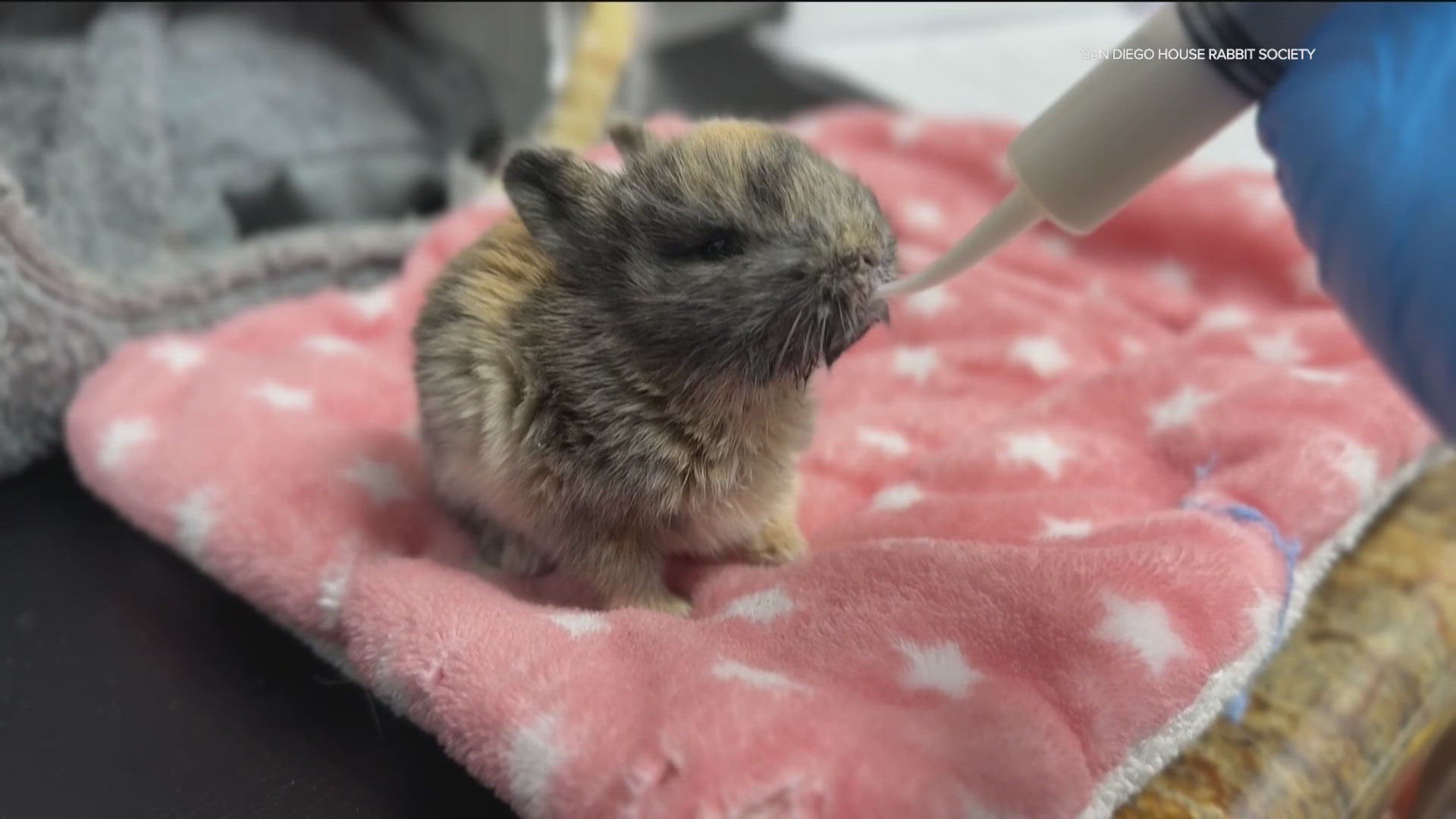Local rabbit rescue urges families not to purchase rabbits for Easter