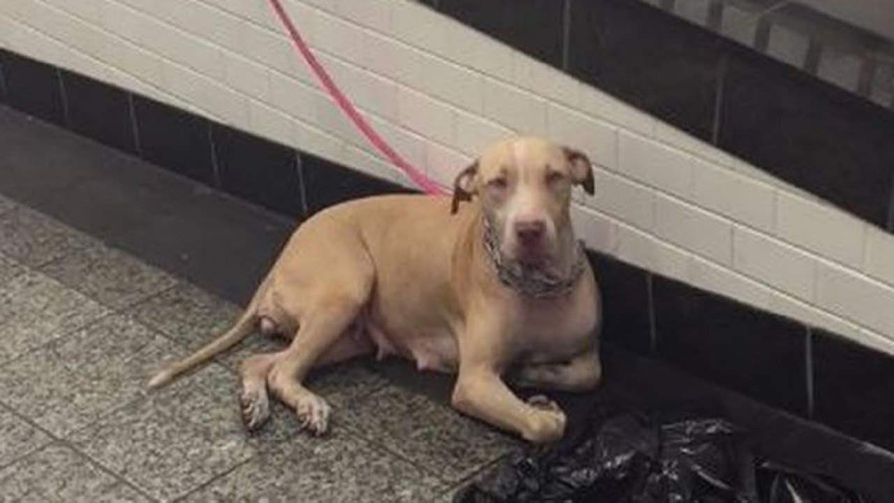 Hundreds of people walked by mother dog abandoned in train station<br>