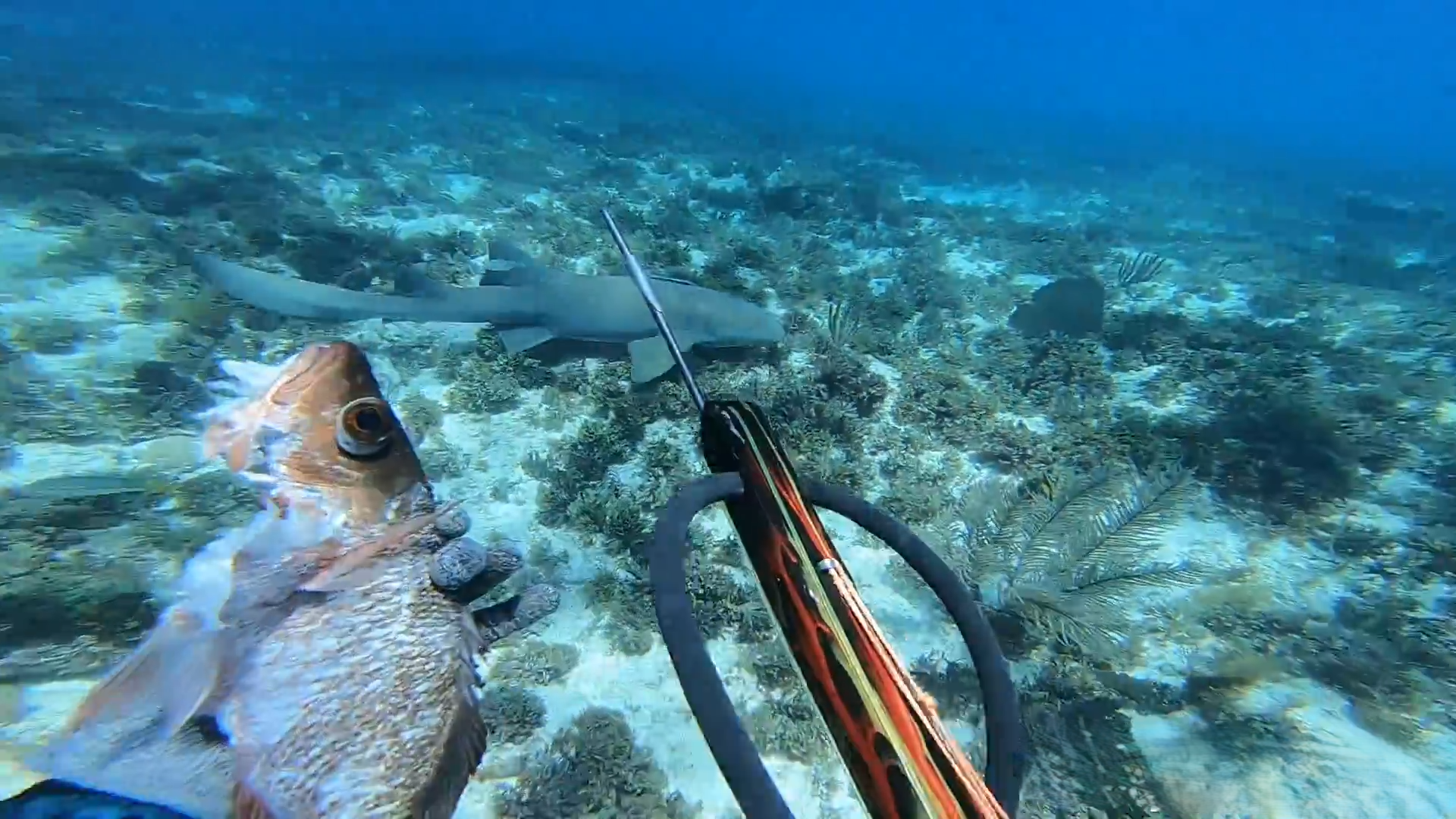 Watch what happens when sharks suddenly show up mid dive