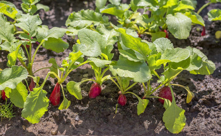 9 companion plants that help cucumbers grow better and produce more