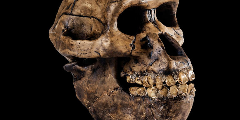 Scientists may have discovered the last common ancestor of humans and apes