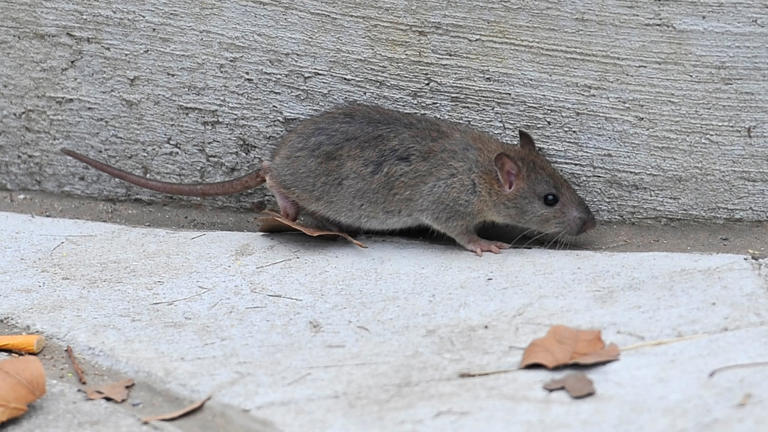 Major US city going to bizarre lengths to curb rat problem