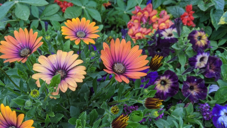 the-best-spring-flowers-to-plant-this-weekend-for-instant-color