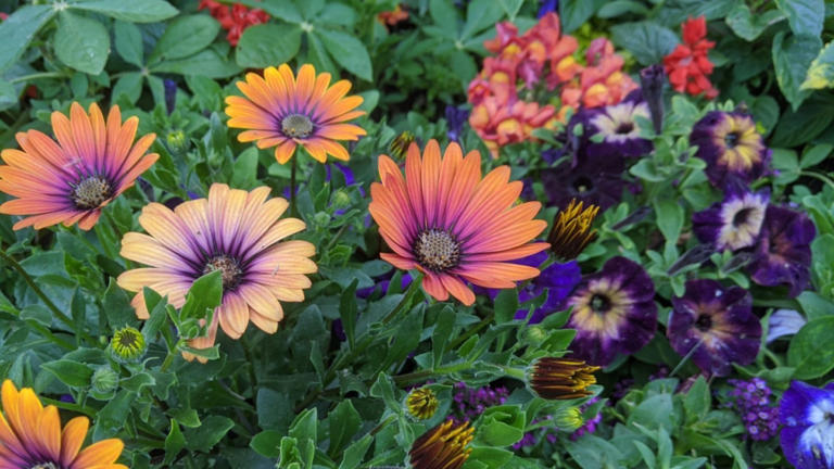 the-best-spring-flowers-to-plant-this-weekend-for-instant-color