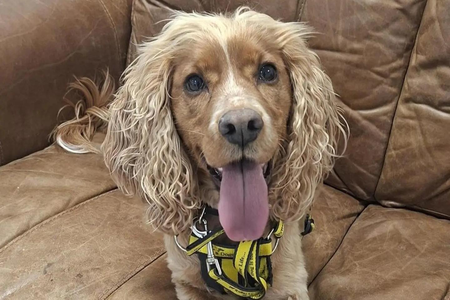 Dogs Trust: Crossbreed Dingo and Penny the cocker spaniel both need rehoming in Northern Ireland