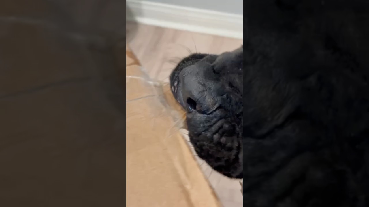 Giant dog opens his own raw food delivery packages