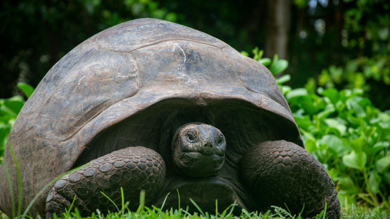 Jonathan the tortoise is alive after viral death hoax, officials confirm