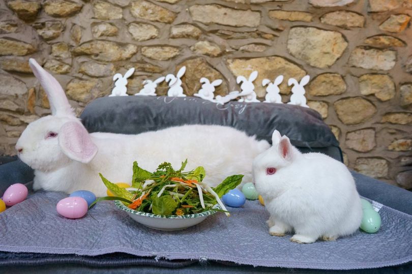 Monster rabbit weighs 21lb and has his own bedroom