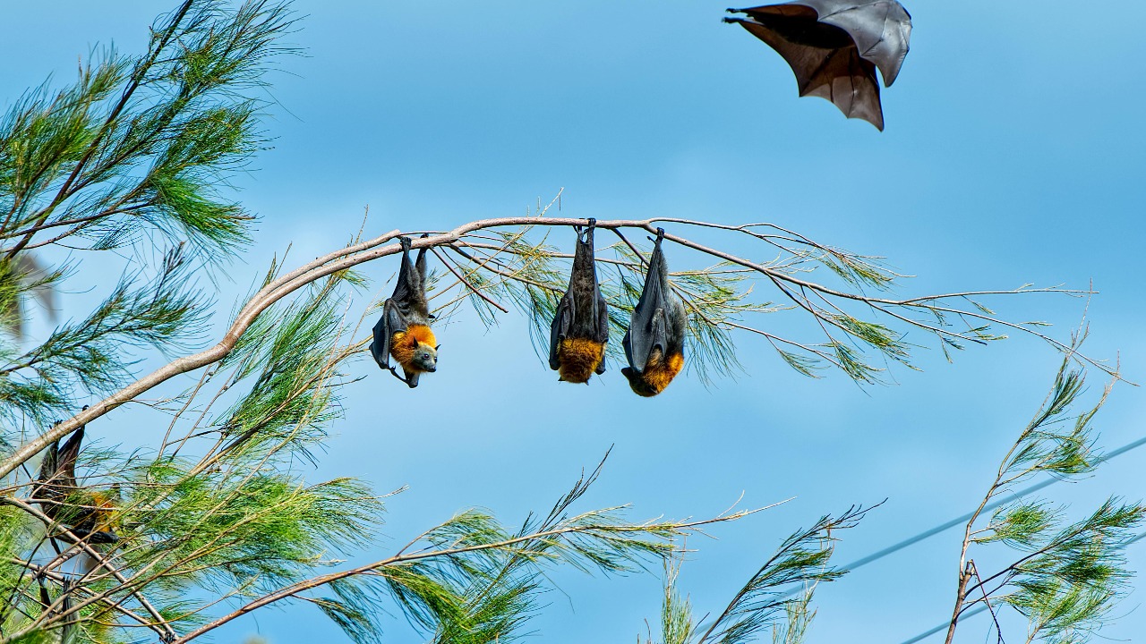 Study maps flying fox impact on ecosystems and economy