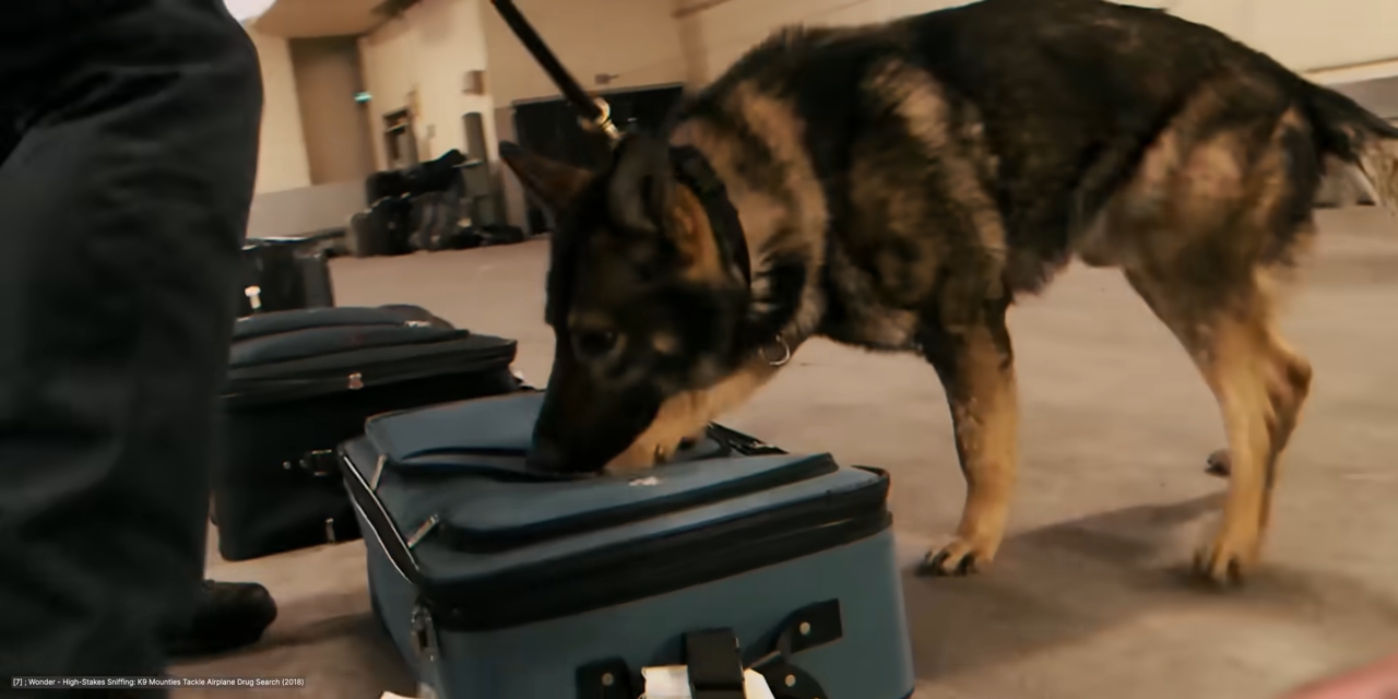 The CIA turned animals into spies - then the projects got much stranger