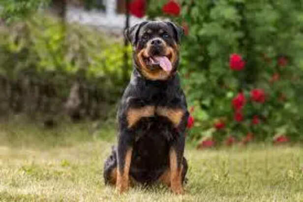 Rottweiler: Misunderstood guardian or ultimate family protector?