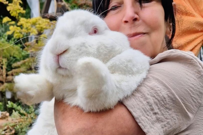 Massive 21lb rabbit weighs same as three chihuahuas and has his own bedroom