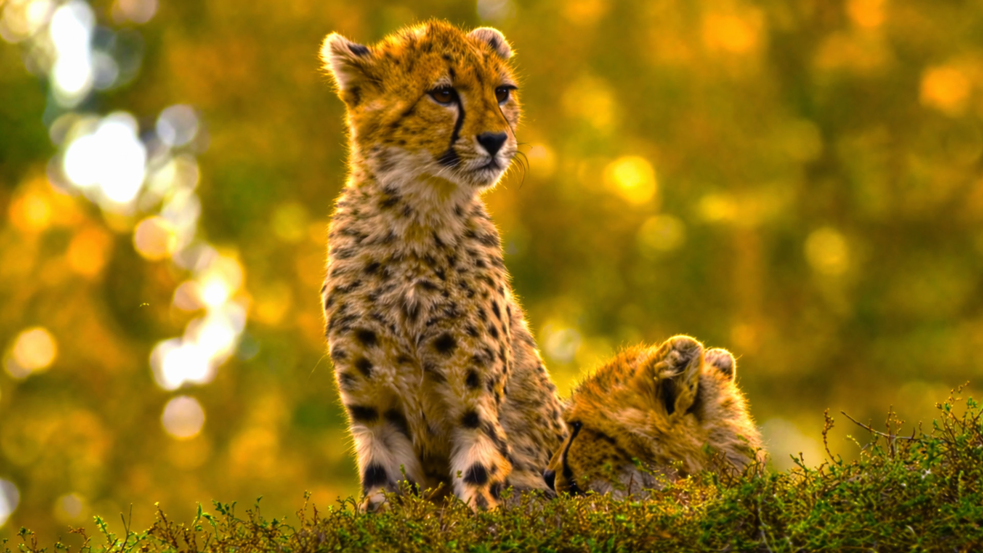 Two cheetah cubs pause in the light - caught on camera