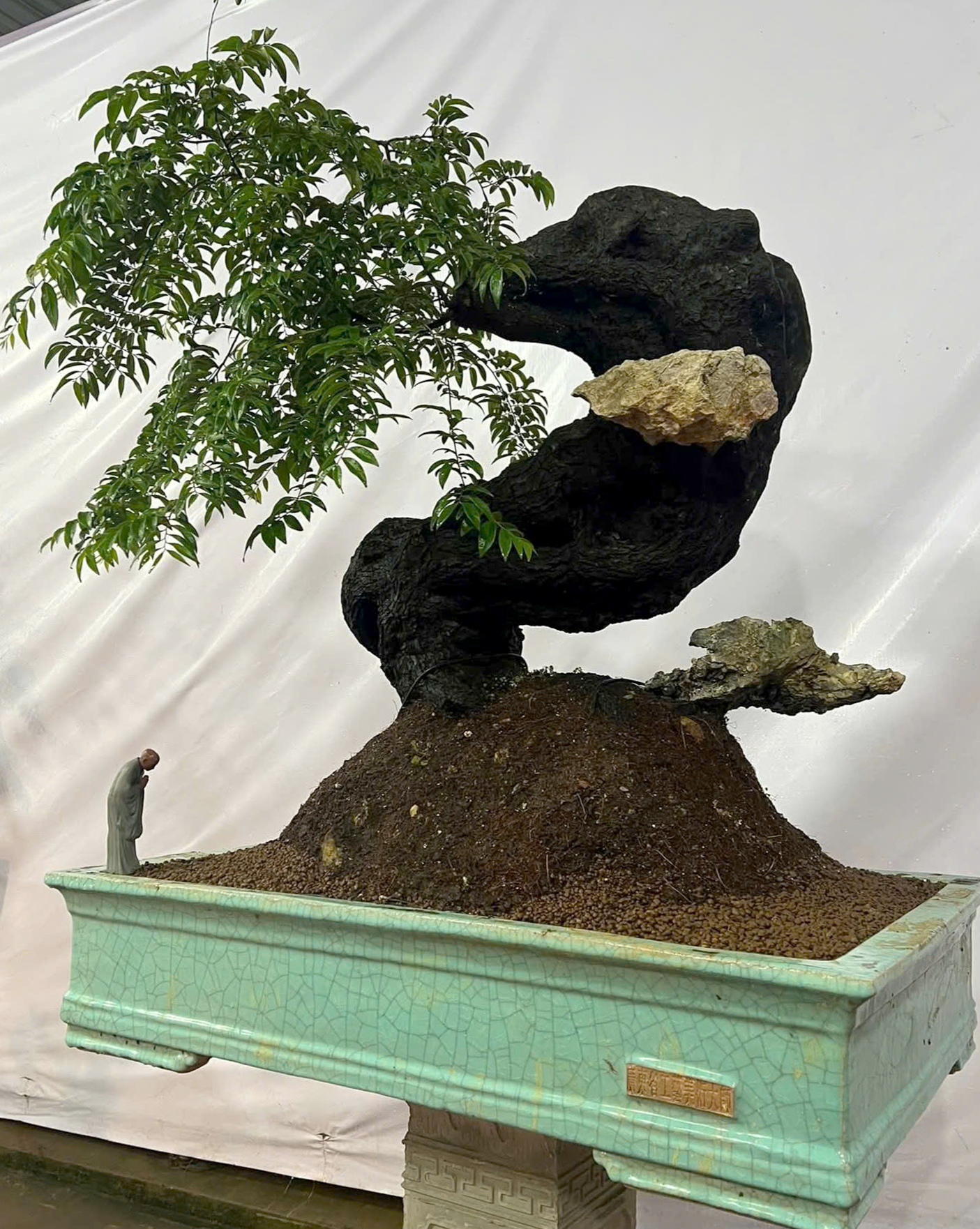 Cơn sốt săn lùng cây muội hồng chơi cảnh