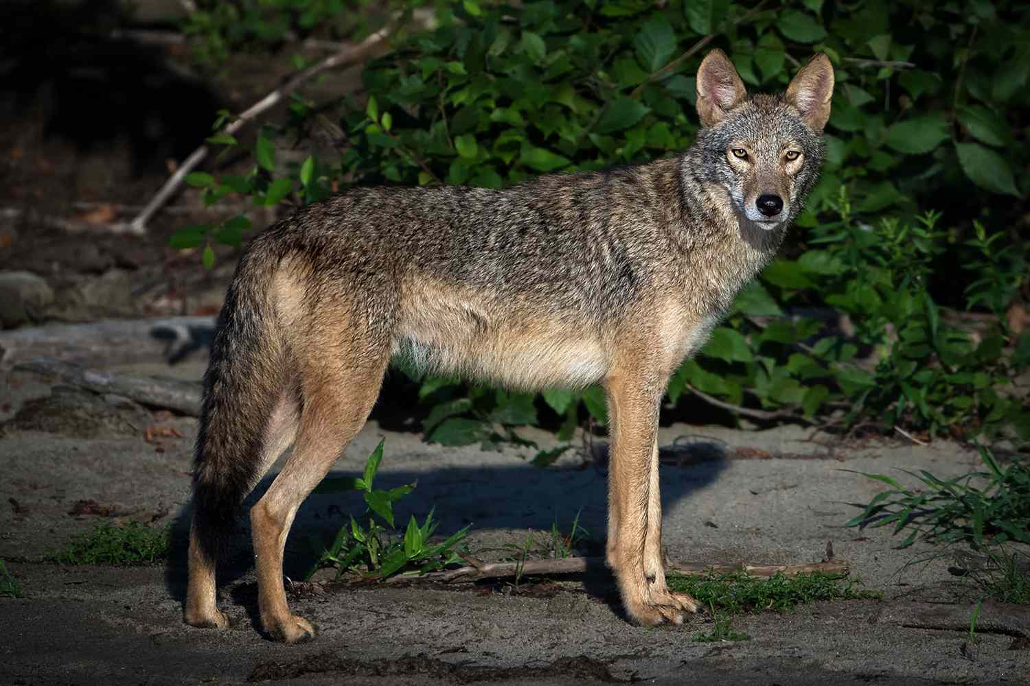 Coyote being hunted by officials after attacking 3-year-old boy as his ...