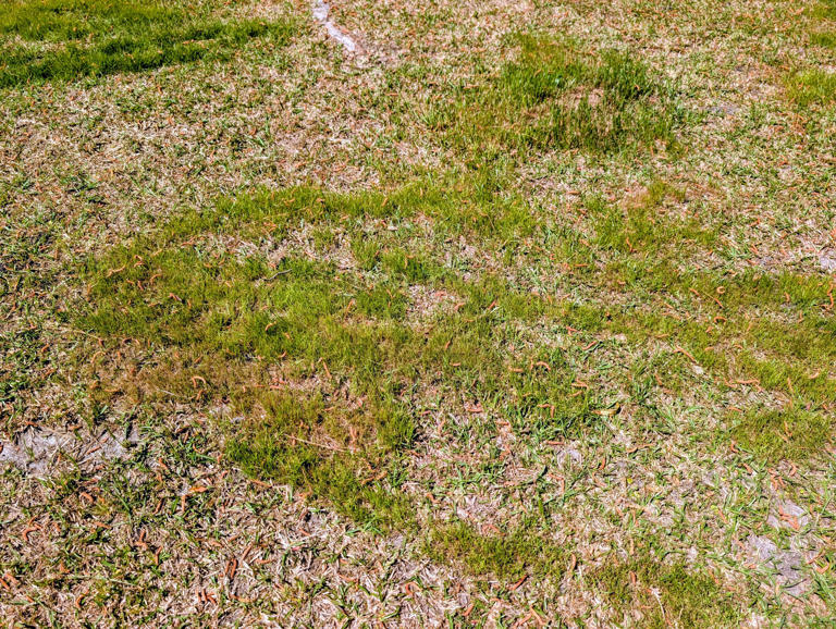 It is peak spring allergy season; are seasonal allergies fatal?