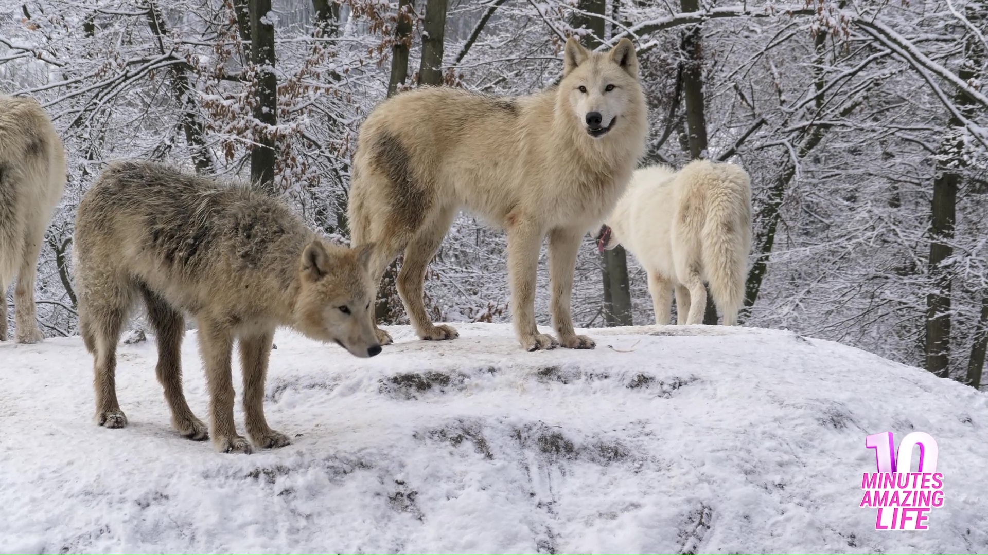 Rare Arctic wolves quietly observing their surroundings