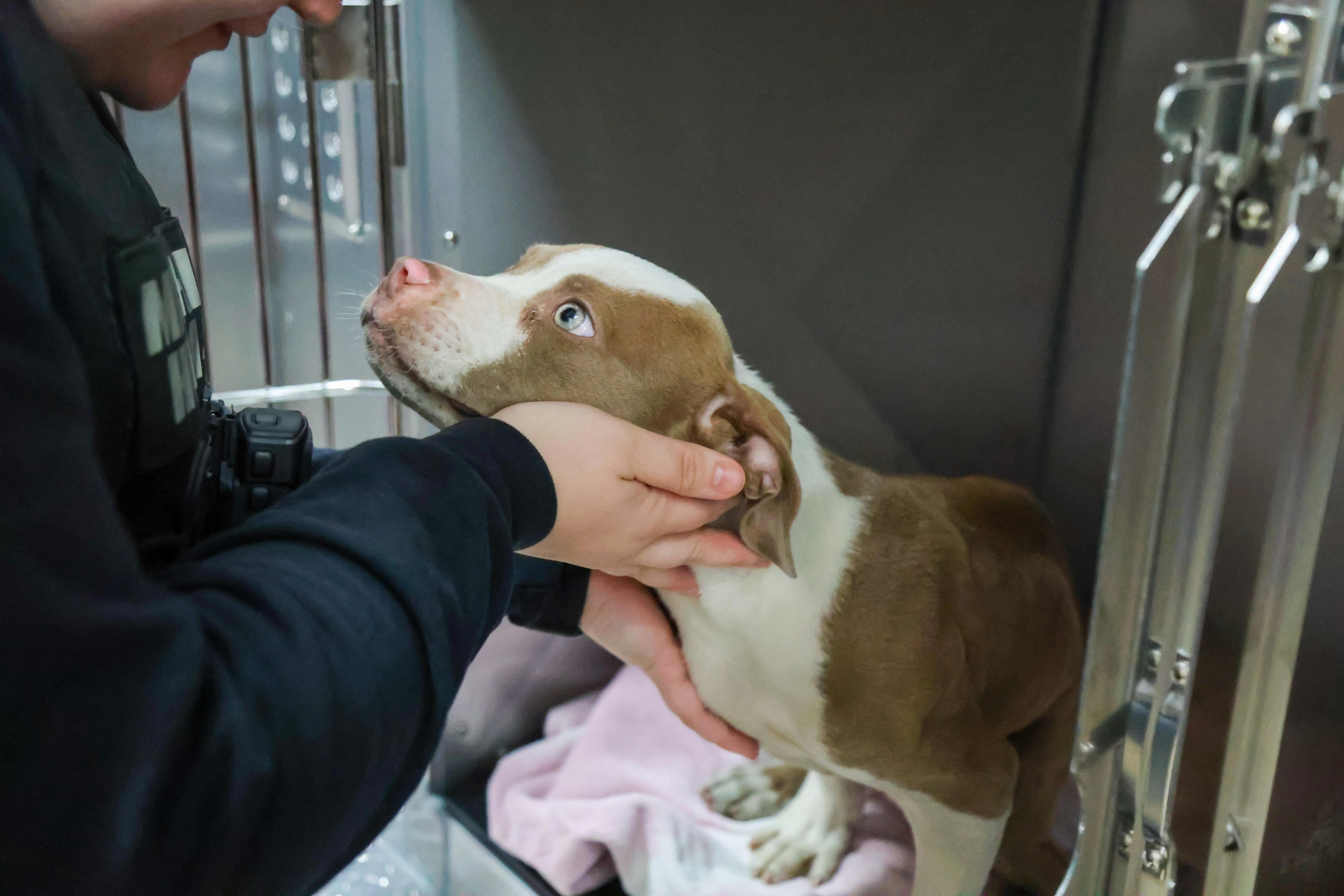 Puppy rescued from chimney of Detroit home may be adoptable soon