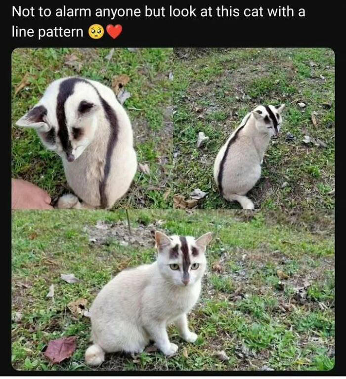 48 animal memes to help you ignore what’s going on in the world
