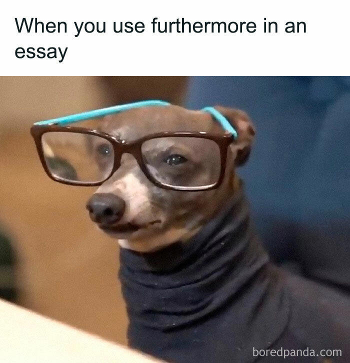 48 animal memes to help you ignore what’s going on in the world