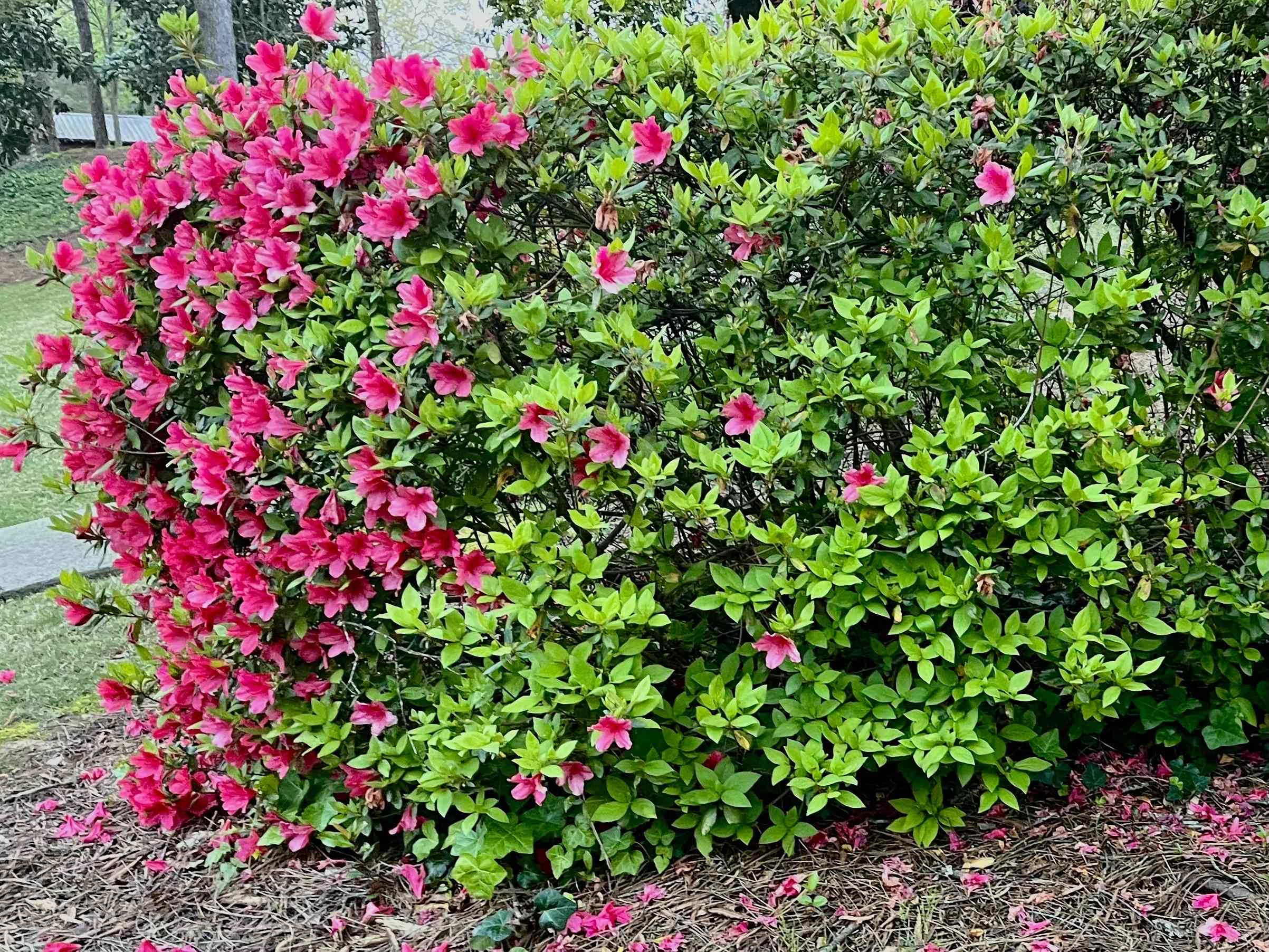 8 reasons your azaleas bloomed unevenly this spring