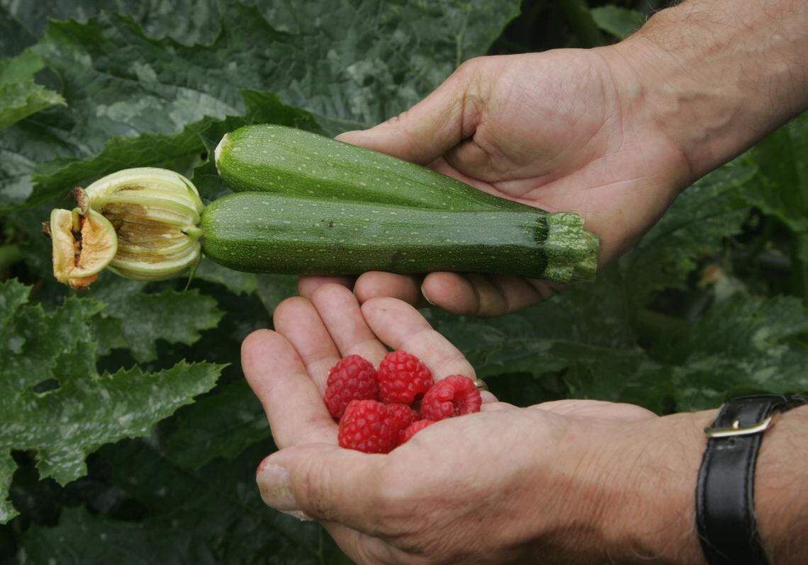 Plants and vegetables that thrive without sunlight: Top shade-loving ...