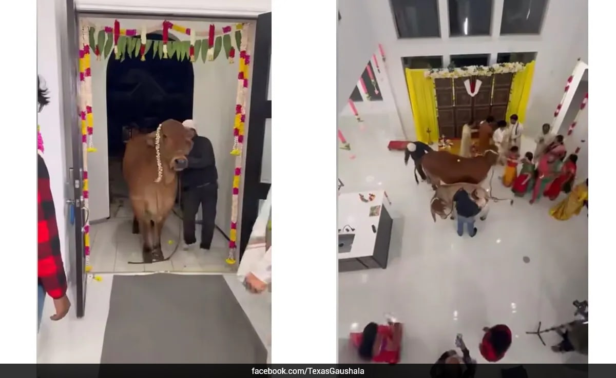 Housewarming ritual video involving a cow in Texas triggers cultural debate