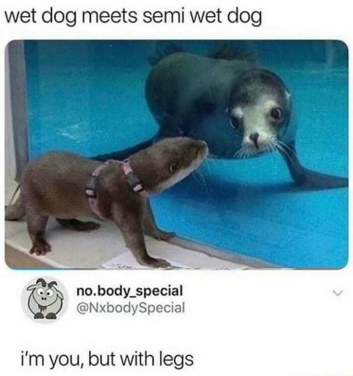 48 animal memes to help you ignore what’s going on in the world