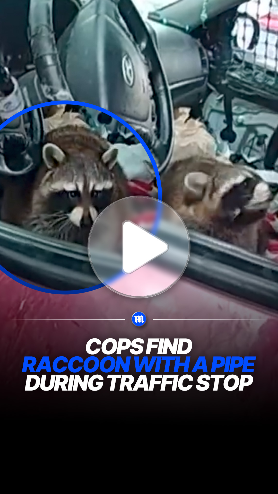 Raccoon found in driver’s seat holding pipe during traffic stop
