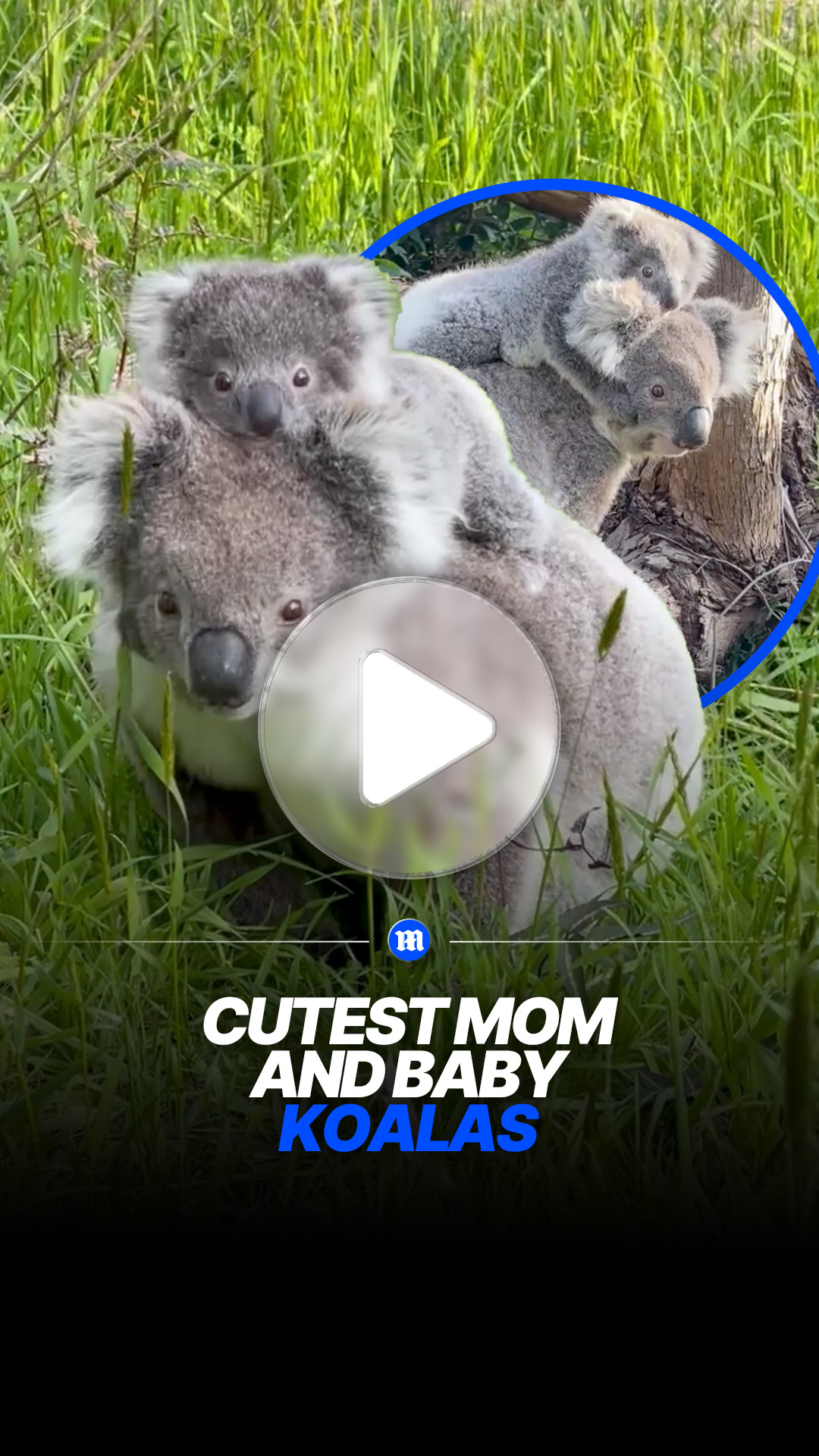 Mother koala carries baby on her back in peaceful moment