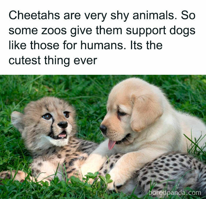 48 animal memes to help you ignore what’s going on in the world
